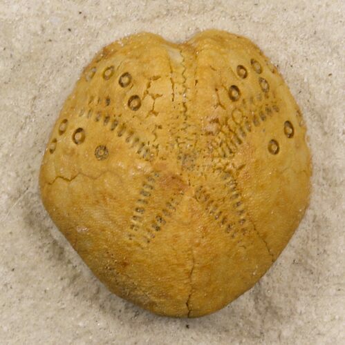 Lovenia Sea Urchin Fossil - Beaumaris, Australia #31066